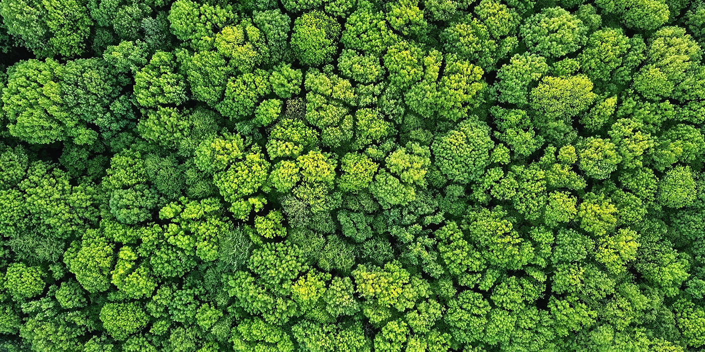 CTA-Panorama_Web-C_Forest