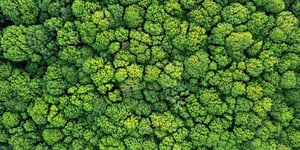 CTA-Panorama_Web-C_Forest
