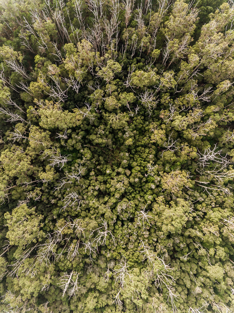 Tasmania-Recherche-Bay-Forest-Web Tasmania-Recherche-Bay-Forest-Web